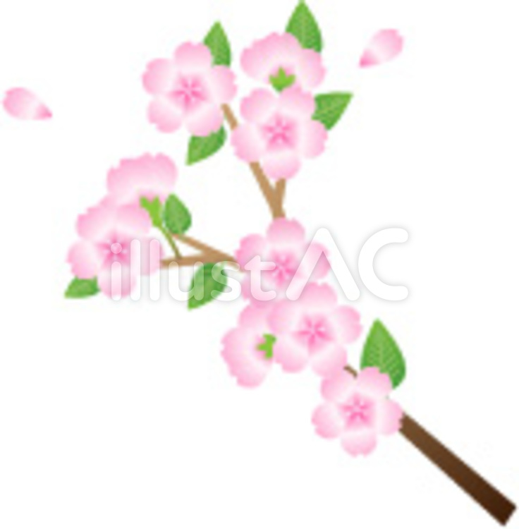 桜の花　枝つき　2